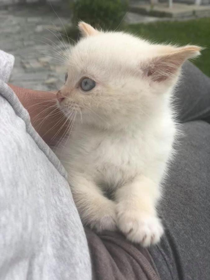 Penzion A Hospoda Na Statku Hluboká nad Vltavou Exteriör bild